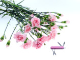 Scyzoryk Victorinox Classic SD Różowy